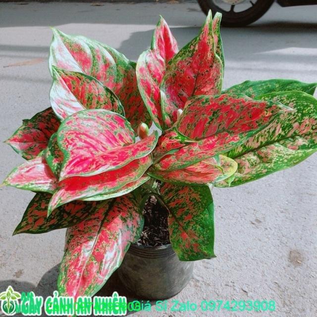 Cây Vạn Lộc