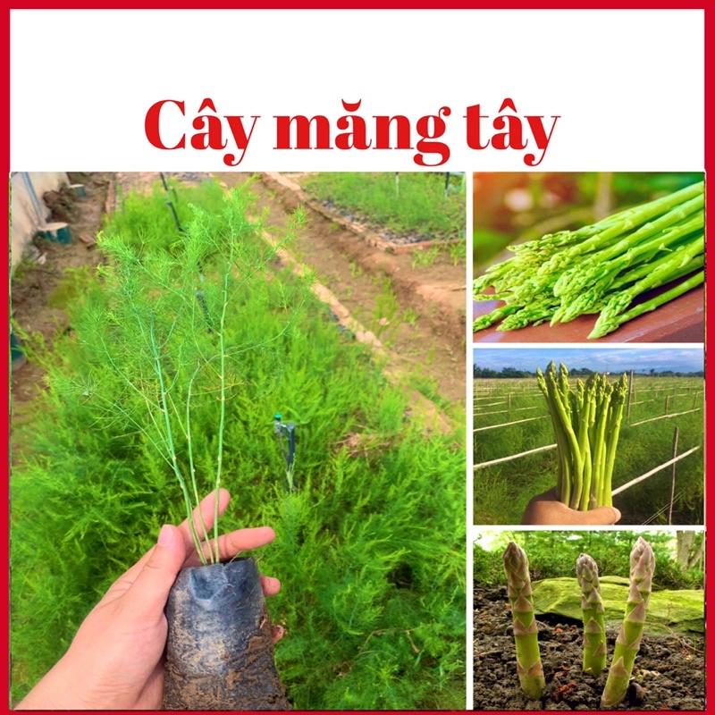 Cây măng tây Thái xanh gieo hạt cao 20-40 cm ( ảnh thật hình cuối)