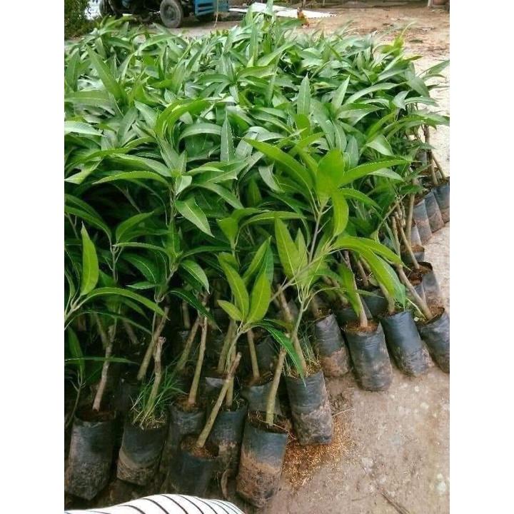 Cây giống Xoài Vàng Tứ Quý