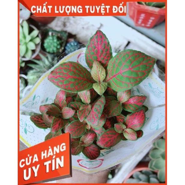Cẩm Nhung Đỏ