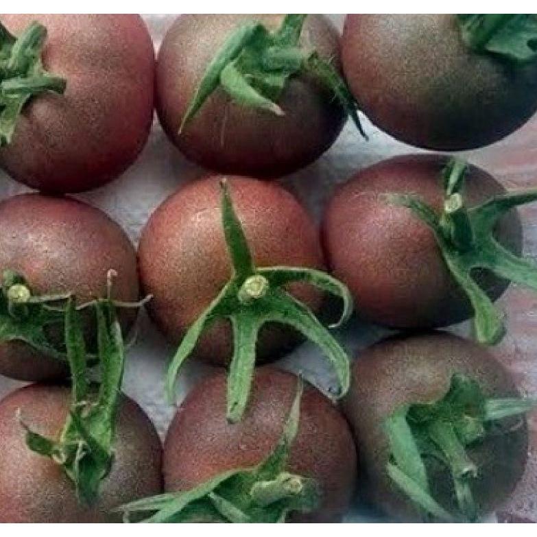 Combo 2 gói Hạt giống cà chua socola chùm dể trồng f1- gói 20 hạt-tặng kèm gói phân bón lót