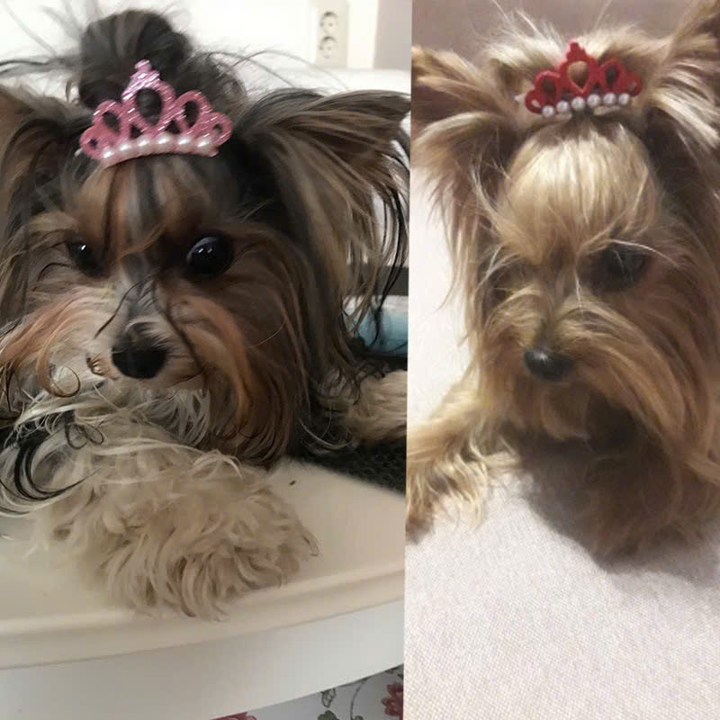 KẸP TÓC CÀI TÓC BUỘC TÓC VƯƠNG MIỆN SANG TRỌNG NHIỀU MÀU DỄ THƯƠNG MÃ 27 XINH XẮN CHO THÚ CƯNG CHÓ MÈO