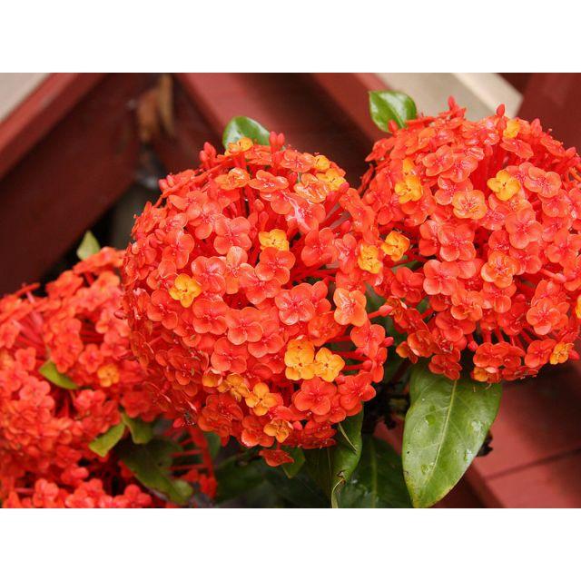 1 chậu cây giống Hoa Mẫu đơn rừng màu cà rốt