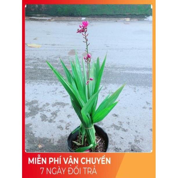 Cây Lan Đất Có Hoa Màu Tím