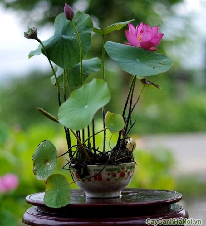 Hạt giống Hoa Sen Mini Nhật - Nông Sản Vàng