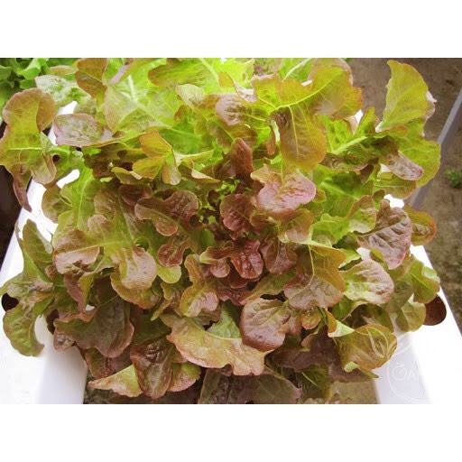 Hạt giống Xà lách Oakleaf  933