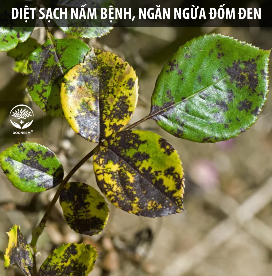 Nano bạc DOCNEEM nguyên chất trị nấm, vi khuẩn, virus cho cây hoa hồng, phong lan, trầu bà, monstera,  cây cảnh trong nhà và ngoài trời, hàng chính hãng, chai 500ml