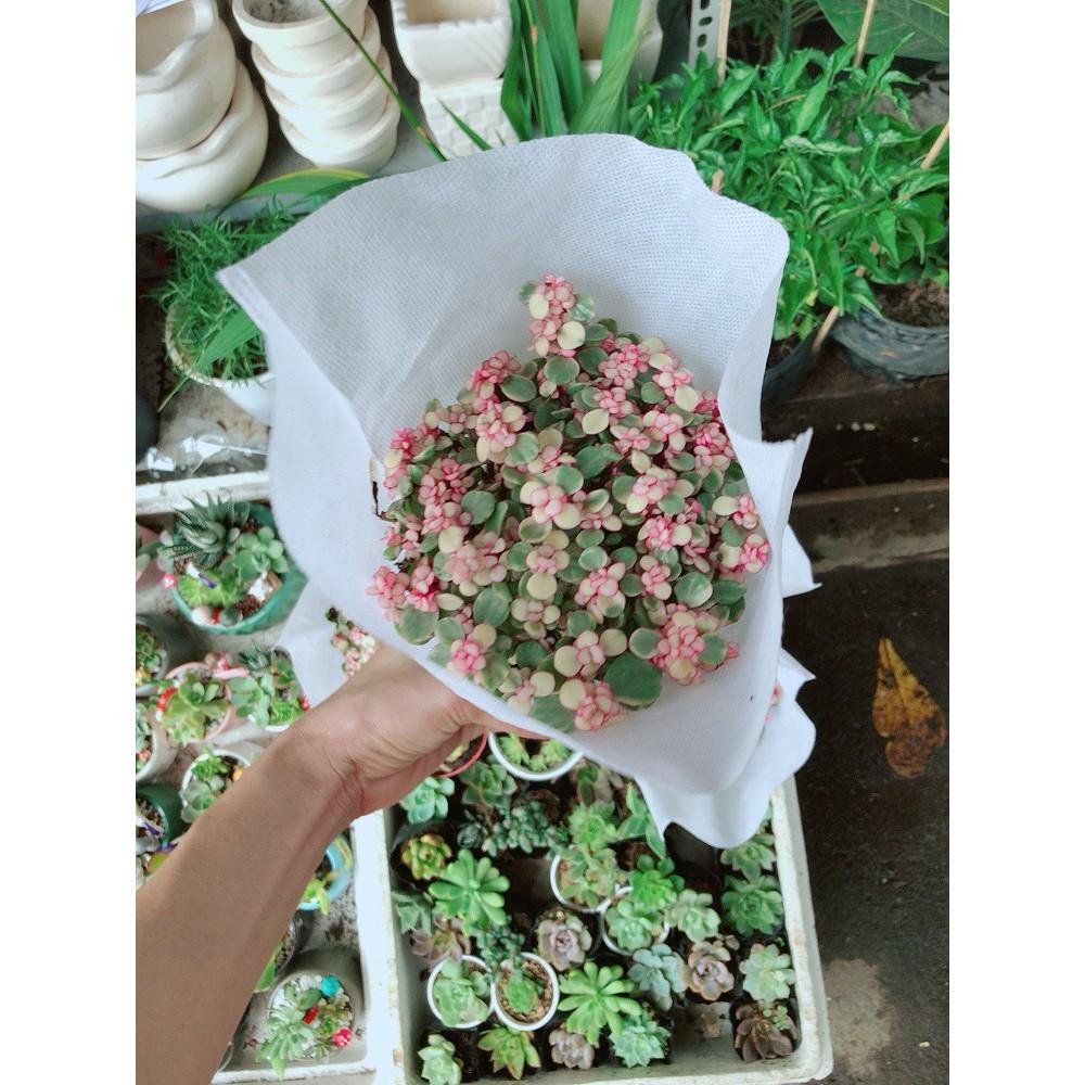 Sen Đá Đô La Hồng Trắng