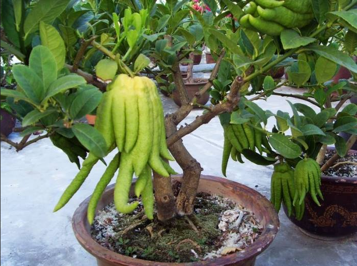 Cây phật thủ, cây phật thủ ghép, cây tay phật quả đẹp