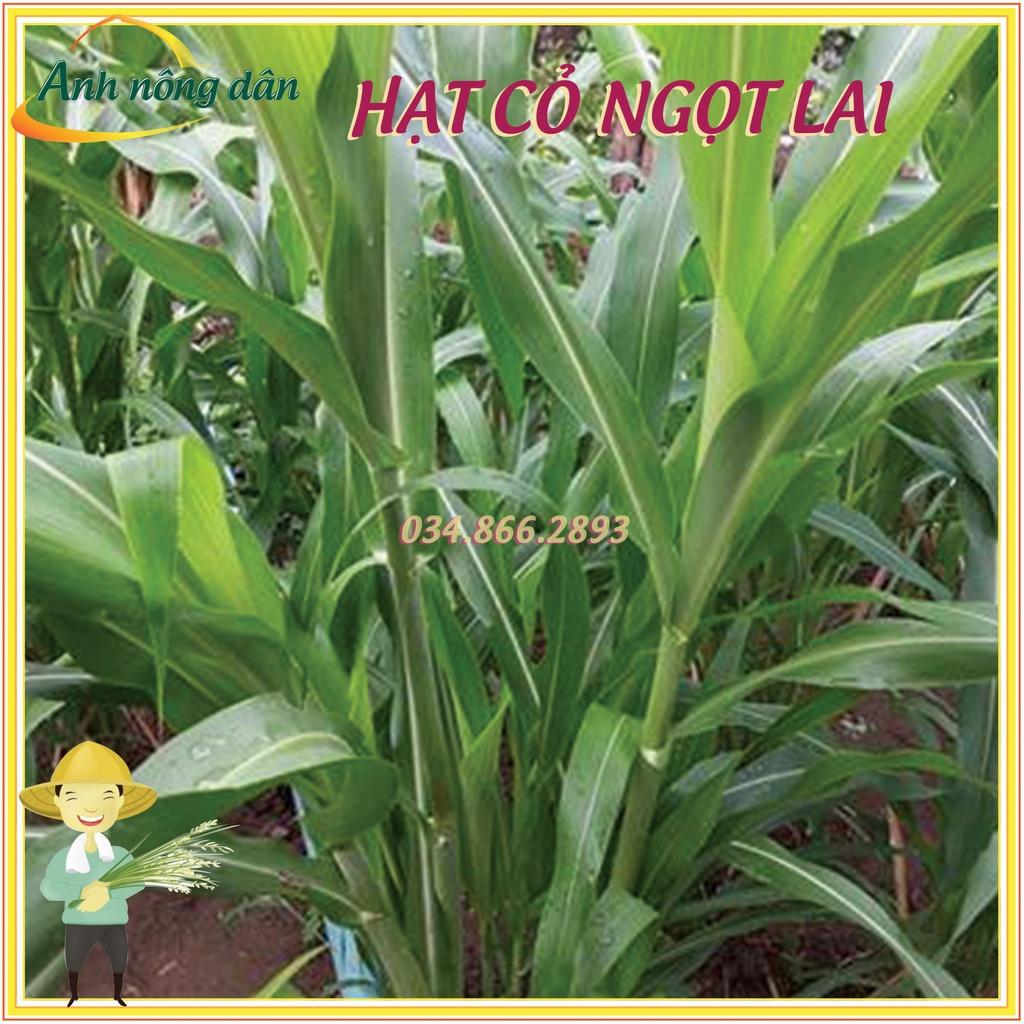 1kg Hạt giống cỏ lai ngọt - Hạt giống cỏ chăn nuôi