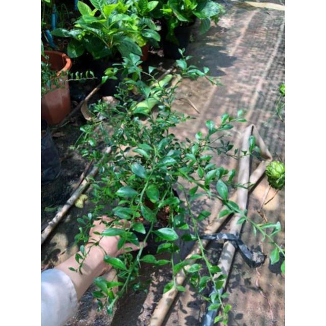 Chanh Ngón Tay cam kết chất lượng