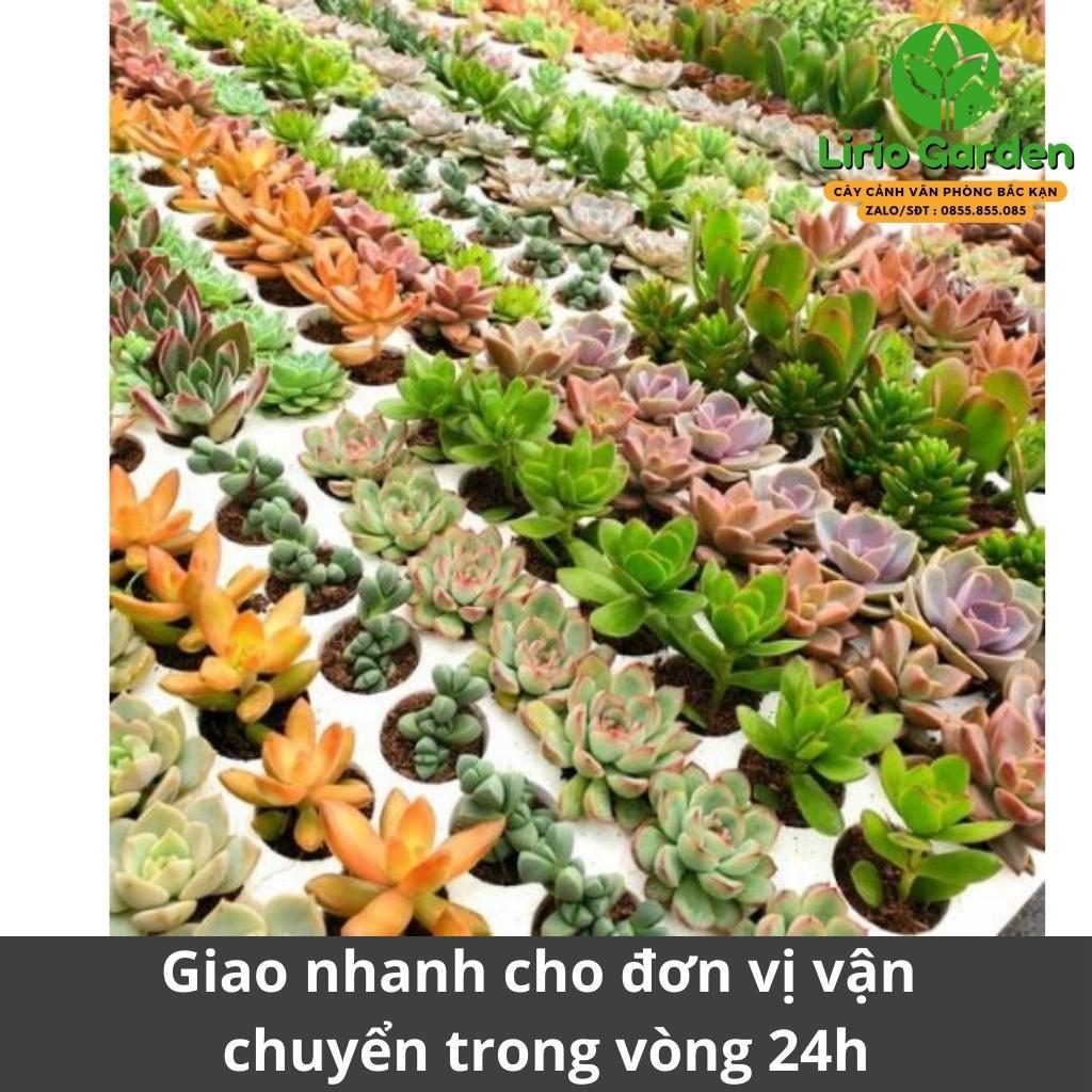 Sen đá , cây sen đá ( gửi cây ngẫu nhiên )