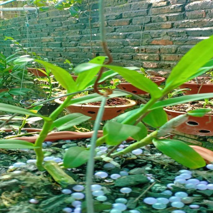 Hoa lan phi điệp - 5ct tiên sa