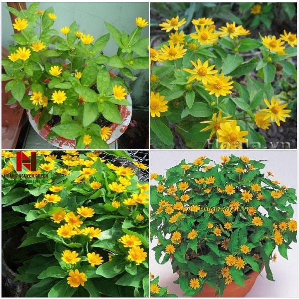 Hạt giống hoa cúc mặt trời dể trồng,giống chuẩn f1 -1 gói 30 hạt