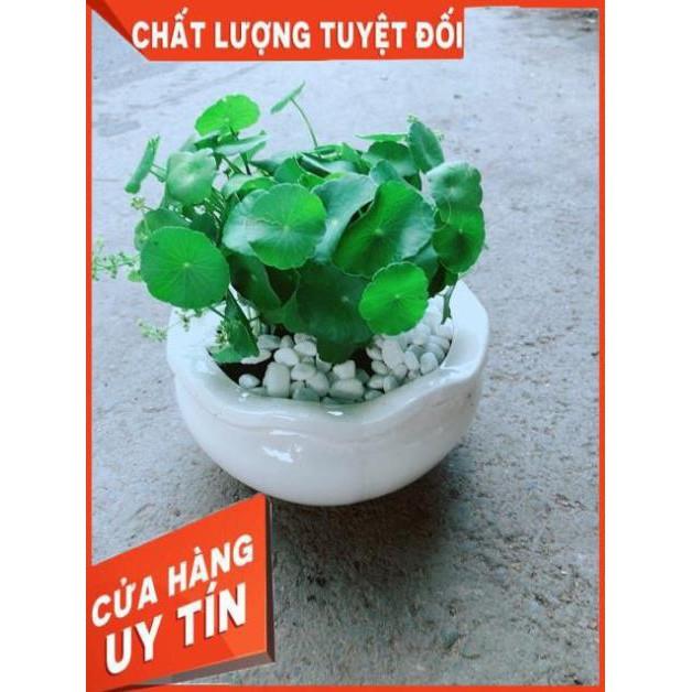 Chậu Cỏ Đồng Tiền
