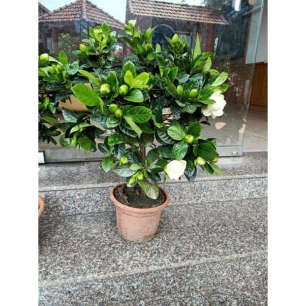 Sản phẩm CÂY GIỐNG BẠCH THIÊN HƯƠNG