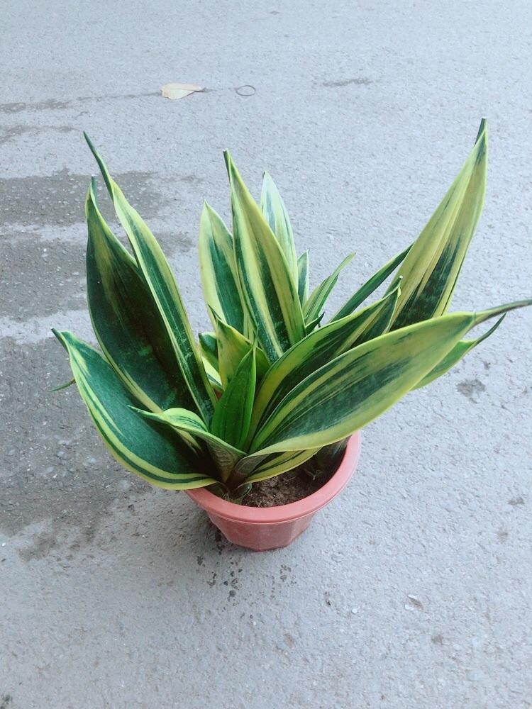 Lưỡi Hổ Hoàng Kim