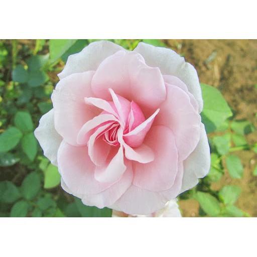 CÂY GIỐNG Hoa hồng cổ Bạch Vân Khôi – Giống hồng cổ quý nhất của Việt Nam