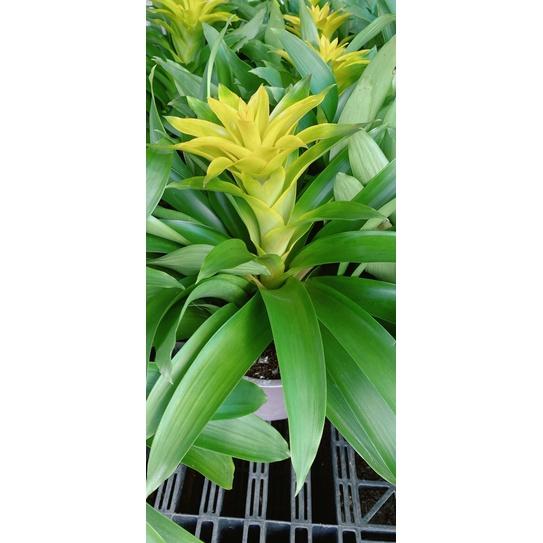 Cây Vẩy Nến Vàng