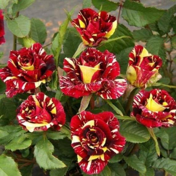 COMBO 3 Cây Hoa Hồng cổ