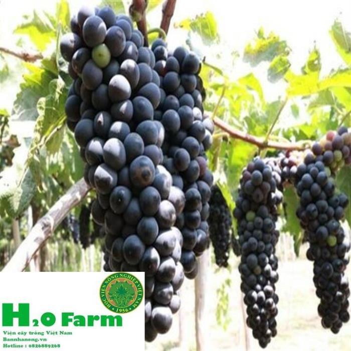 Cây Nho Ninh Thuận Ươm Tại Vườn Quả Xạ Đen - Vườn Ươm Ninh Thuận + Tặng 01 cây dâu da đất