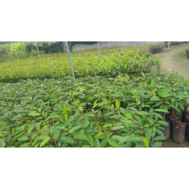 Cây Giống Sầu Riêng MusangKing D197 Malaysia
