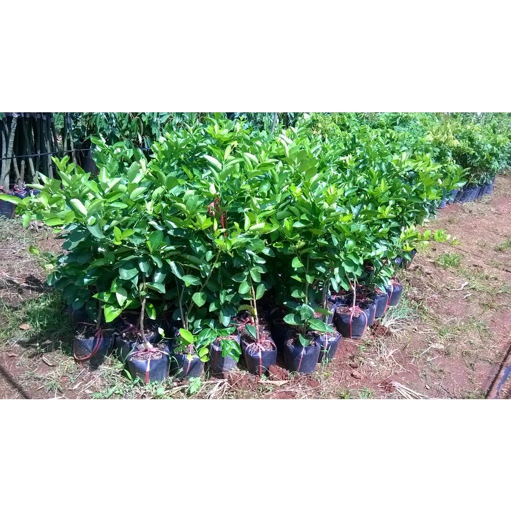 CÂY GIỐNG CHANH TRỒNG CHẬU.