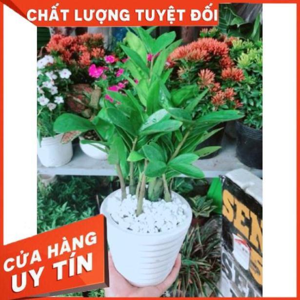 Chậu kim phát tài hay kim tiền
