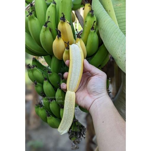 CÂY GIỐNG CHUỐI MẬT LÙN NAM MỸ. .