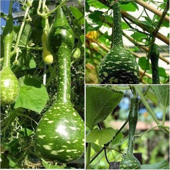 Hạt giống bầu thiên nga tặng kèm gói phân bón lót