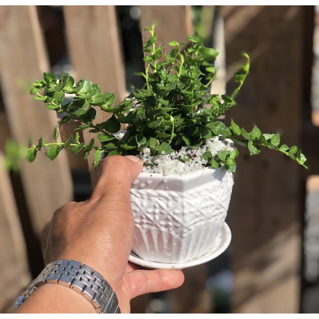 Chậu sứ cây lan tim để bàn