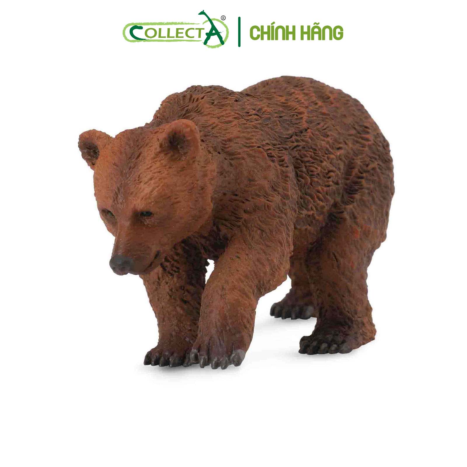 Mô hình thu nhỏ: Gấu Nâu con - Brown Bear Cub, hiệu: CollectA, mã HS 9651231[88561] -  Chất liệu an toàn cho trẻ - Hàng chính hãng