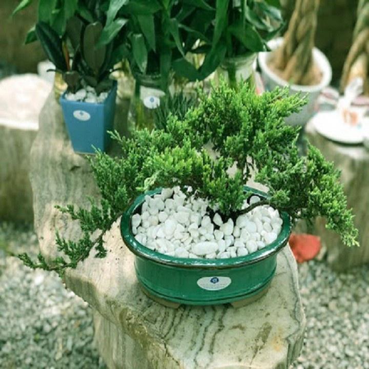 CÂY TÙNG XÀ BONSAI - CÂY THỦY TÙNG - NGỌA TÙNG SIÊU ĐẸP