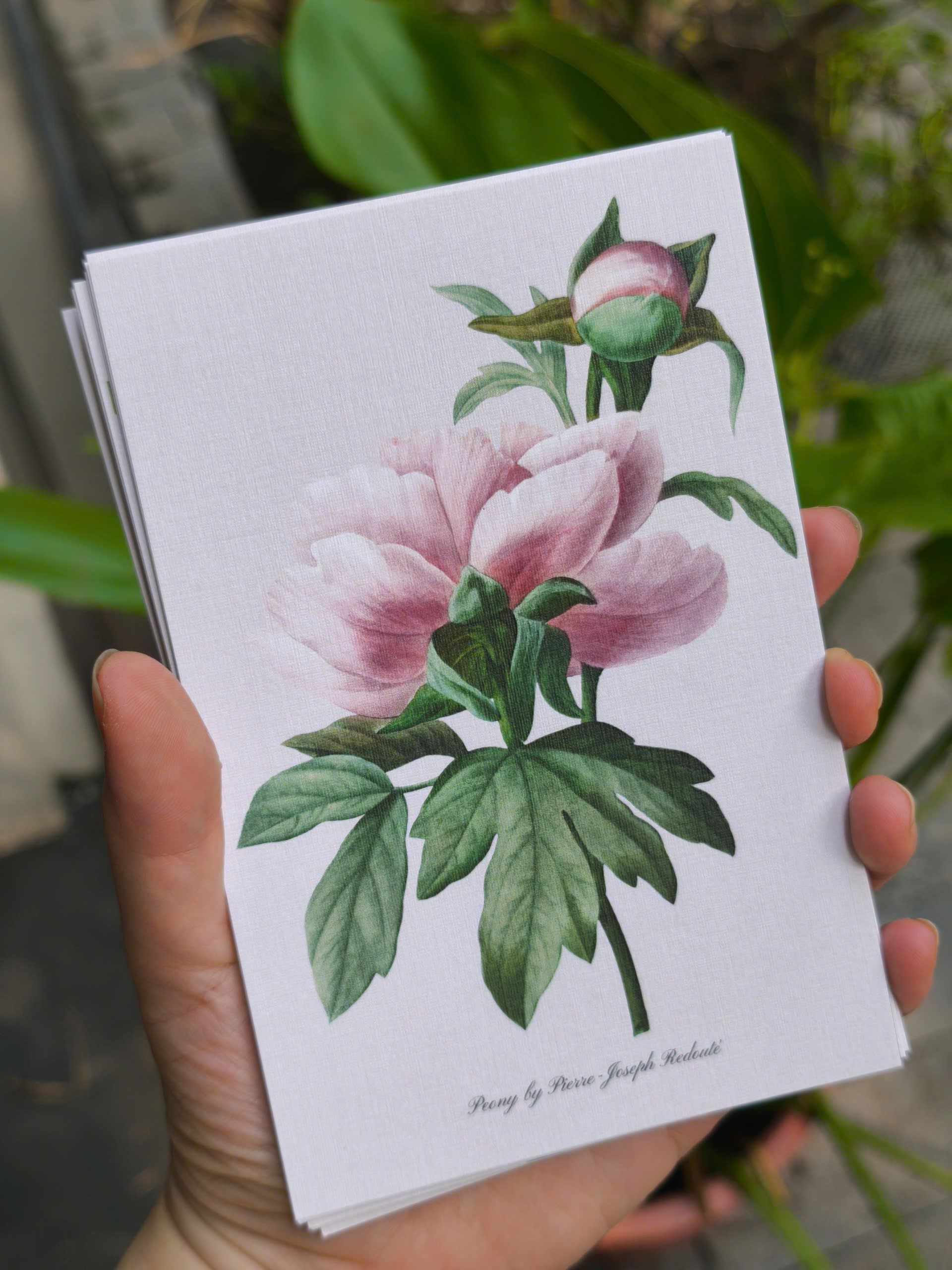 BỘ 100 POSTCARD PETALA & FOLIA - Minh Họa Thực Vật Nghệ Thuật - Giấy Mỹ Thuật 300g Cao Cấp - Nho Xanh