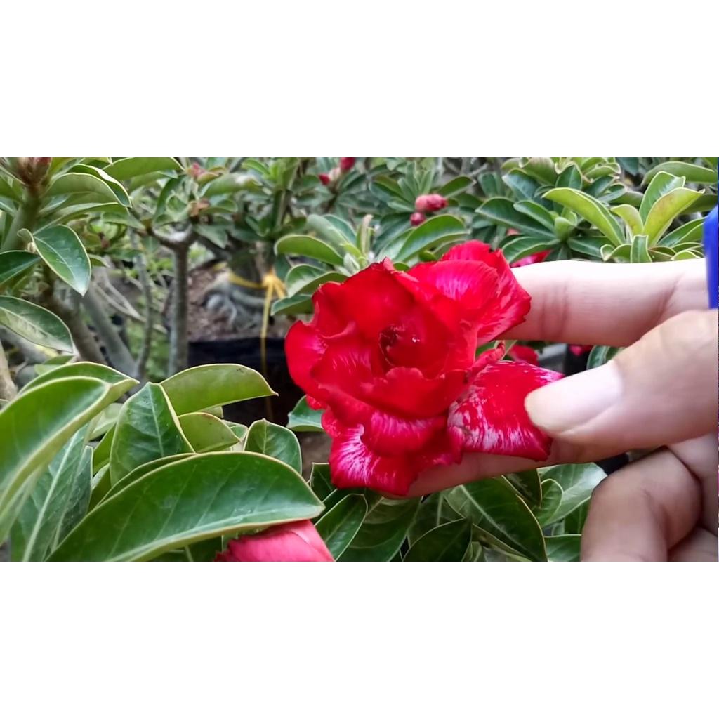 Cây sứ thái kép " NGUYÊN THỦY "-củ size to đại bự ,rễ quái thành hình, hàng tuyển loại 1