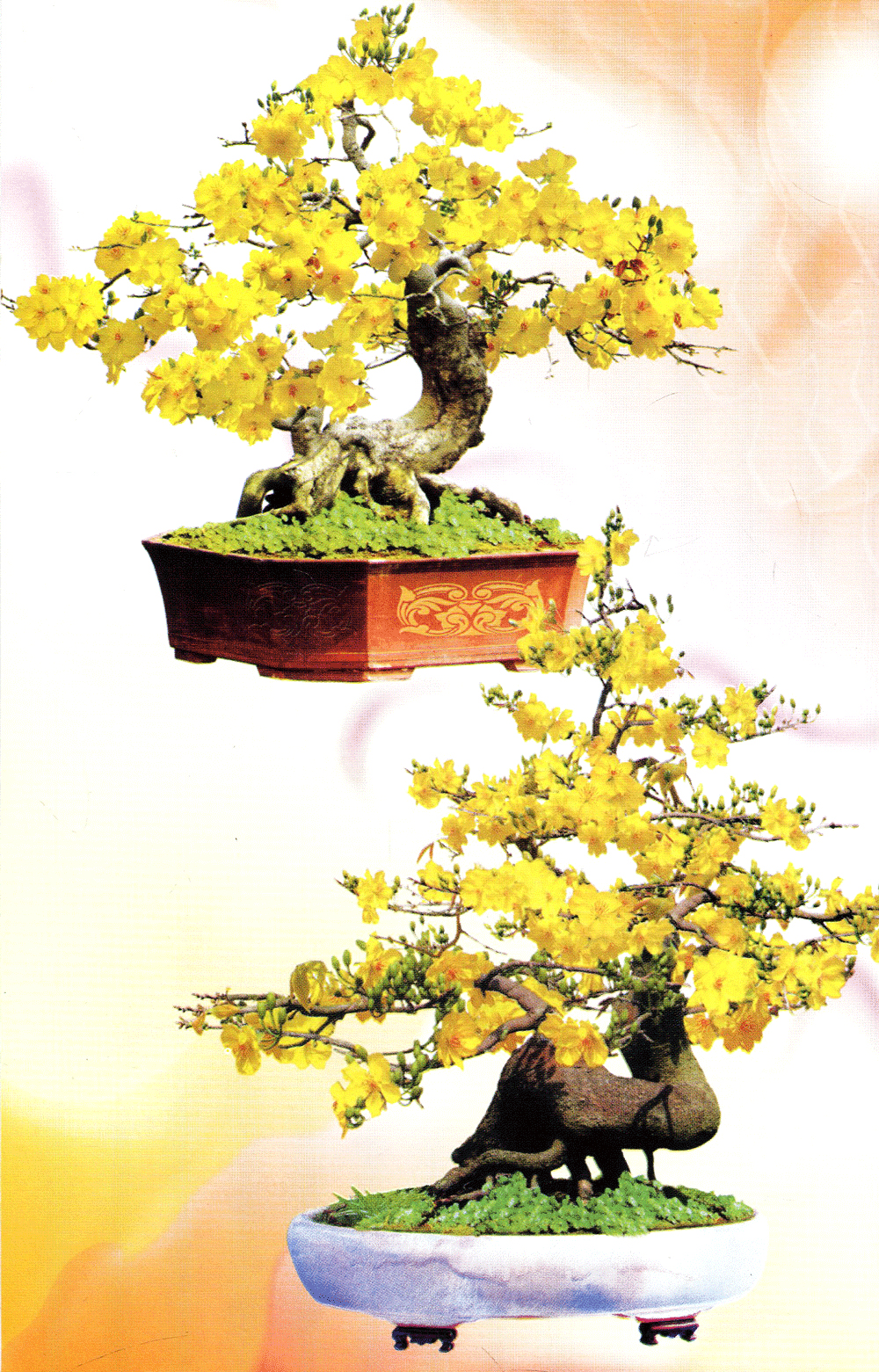 Trồng Mai - Kỹ Thuật Bón Tưới, Phòng Trừ Sâu Rầy - Bệnh Hại - Vanlangbooks