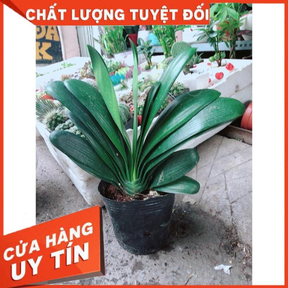 Lan Quân Tử Nhiều Người Mua