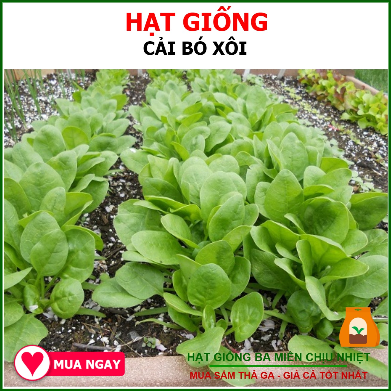 Hạt giống rau cải bó xôi chịu nhiệt - 20gr/gói