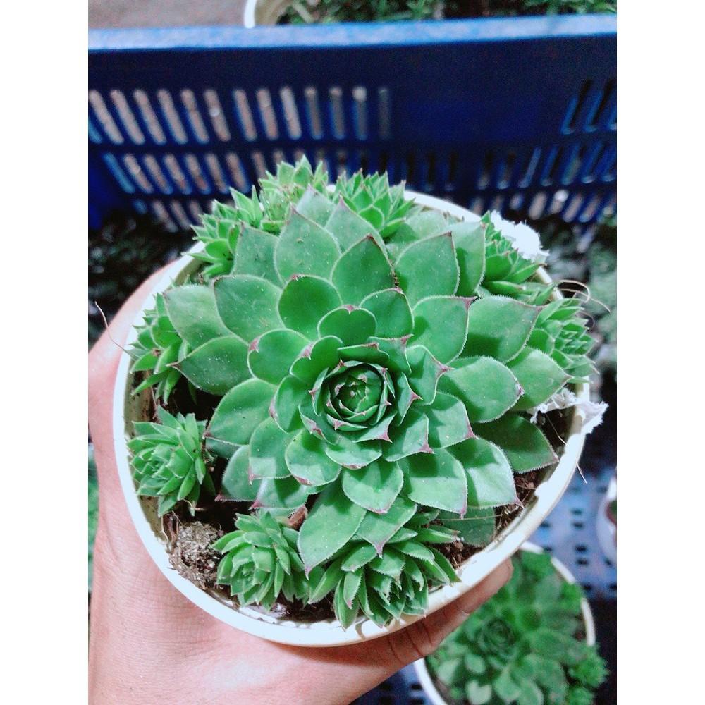 Sen Đá Phật Bà Kèm Chậu Sứ