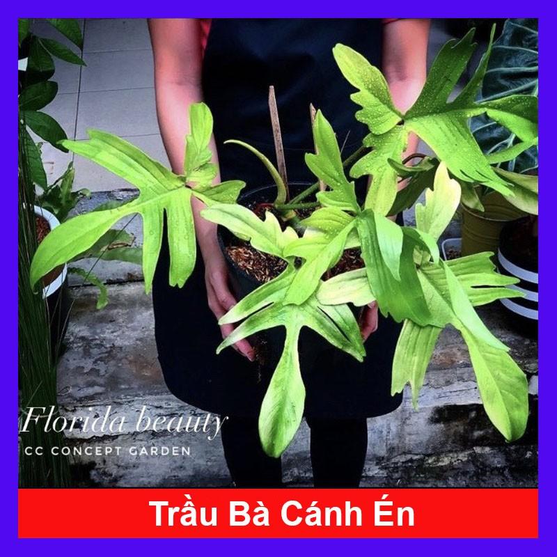 Cây trầu bà cánh én - cây cảnh để bàn + tặng phân bón cho cây