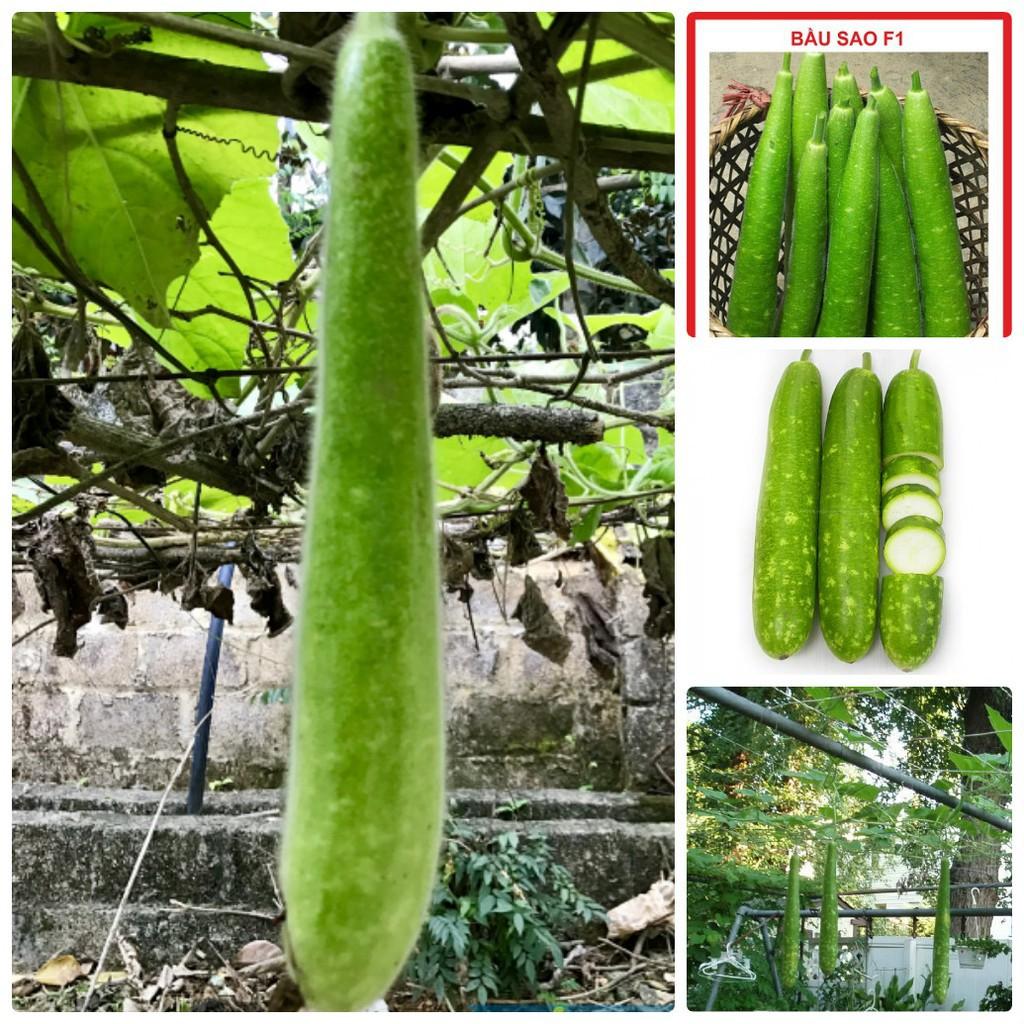 Combo 6 gói hạt giống ăn trái dễ trồng – tặng 1 gói kích mầm