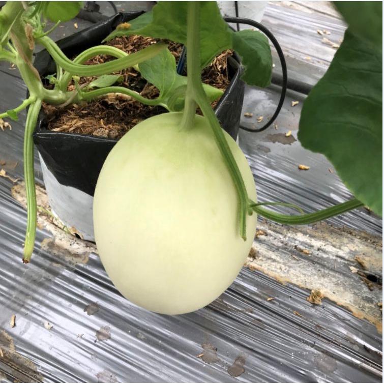 Combo 2 gói hạt giống dưa lê bạch tuyết dể trồng-gói 10 hạt/tặng kèm gói phân bón lót