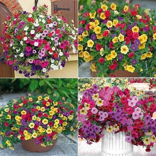 DẠ YẾN THẢO THƠM RỦ F1,DẠ YẾN THẢO THƠM RỦ F1