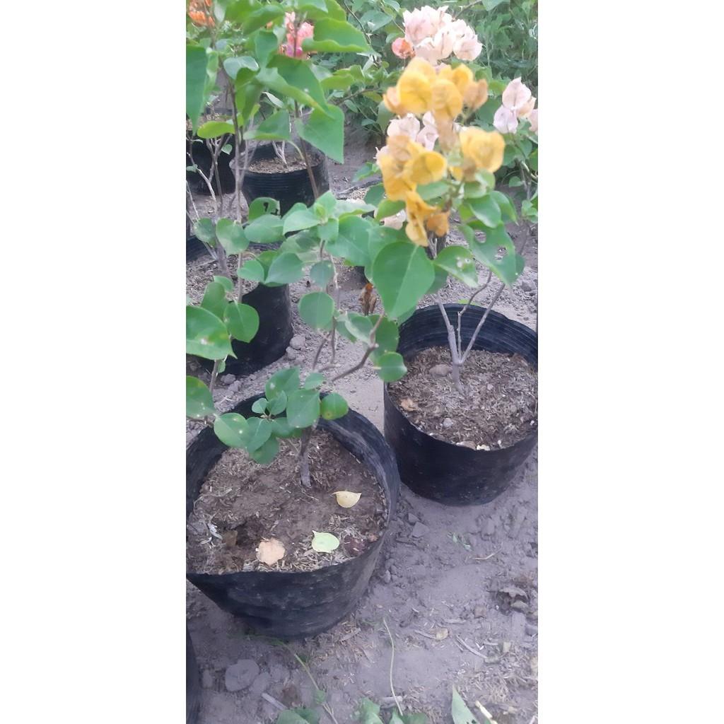 Cây hoa giấy giống màu vàng _ cây giống hình 2 3