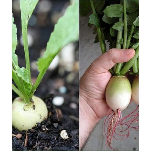 Hạt giống củ cải trắng ruột đỏ-gói 2gram/tặng kèm gói phân bón lót