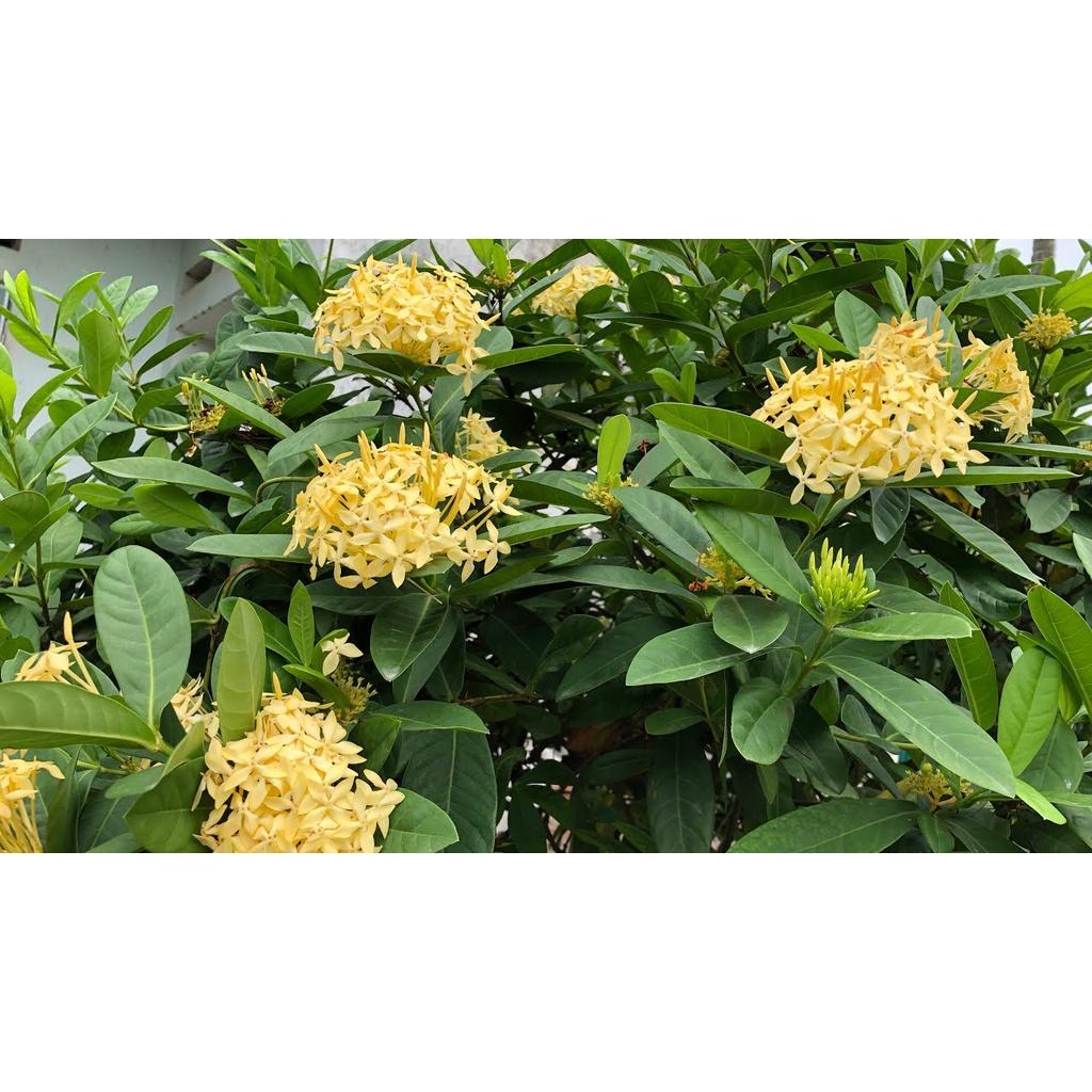 Cây giống Hoa mẫu ĐƠN VÀNG lá to