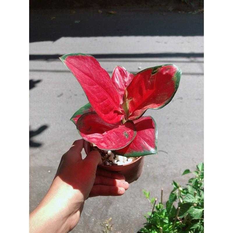 Cây Huyết Rồng