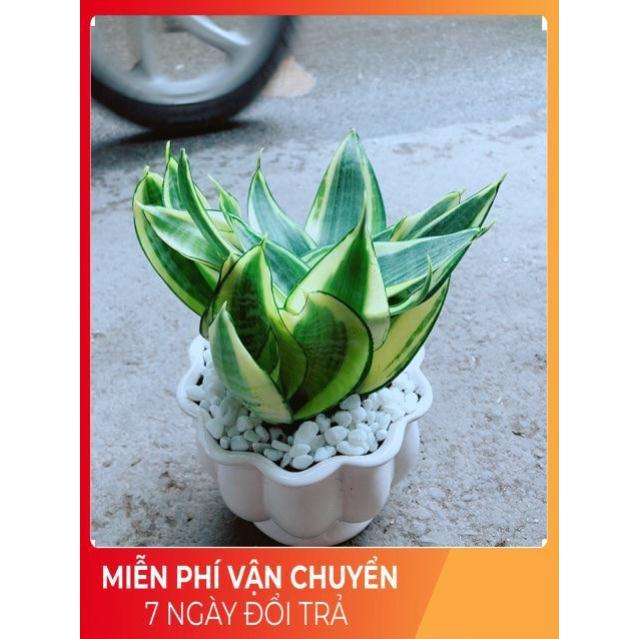 Chậu Lưỡi Hồ Thái Vàng