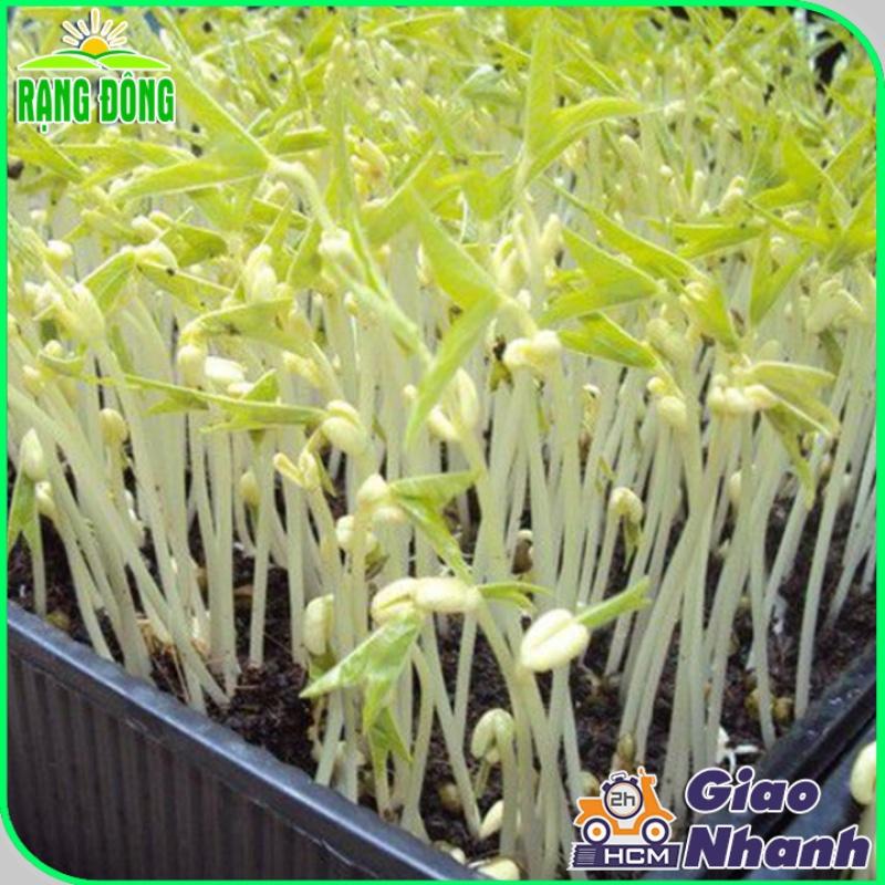 Hạt giống Rau Mầm Giá Đậu Xanh Dễ Trồng, Thu Hoạch Nhanh - Hạt Giống Rạng Đông