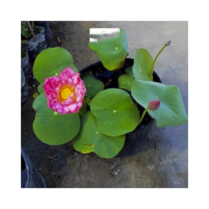 100 Chậu 25x21x21cm nhựa PE dẻo trồng cây bền từ 5 đến 10 năm-77307
